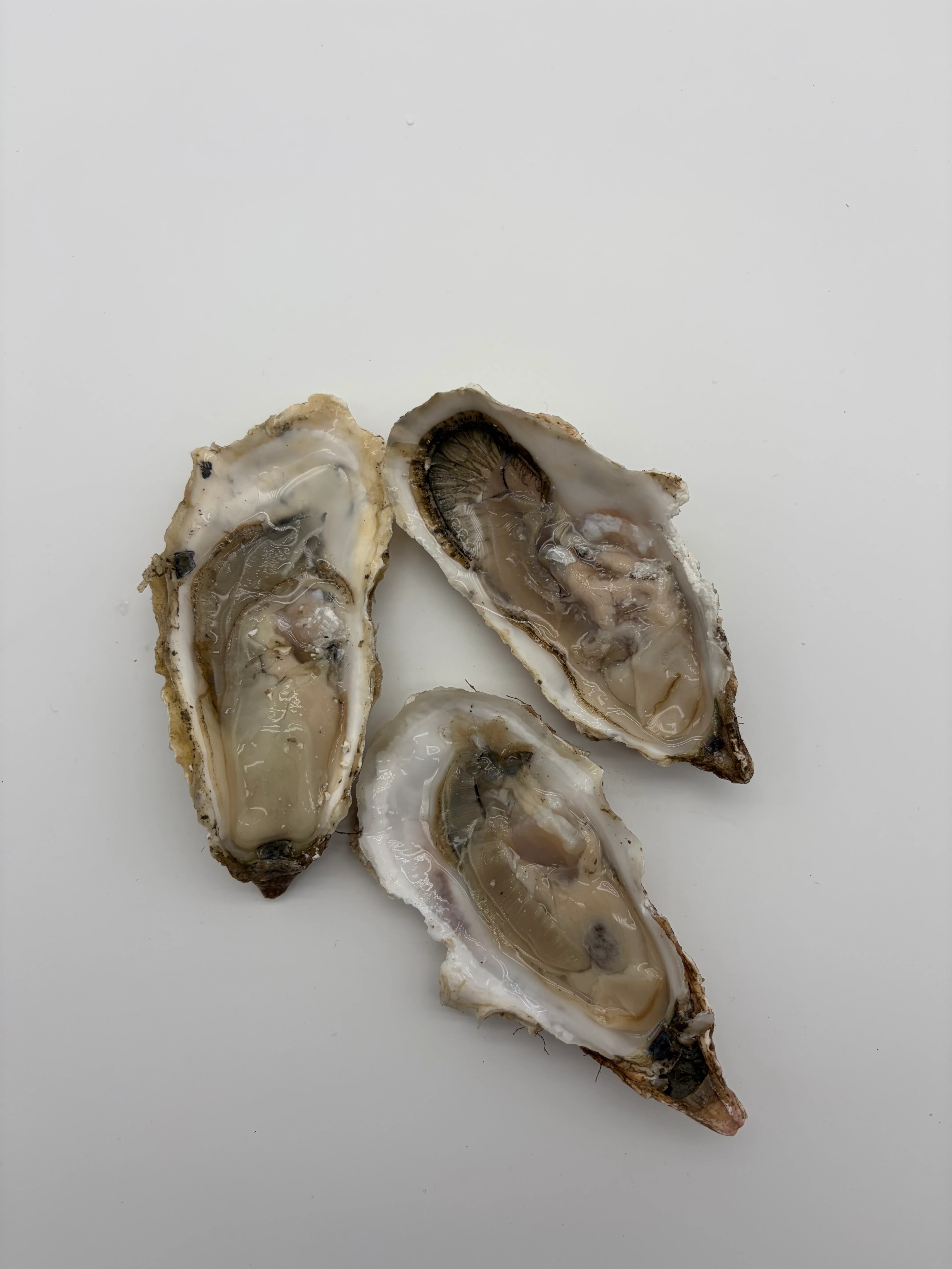 Fresh Alaskan Kachemak Bay Oysters 5 Dozen - Image 3