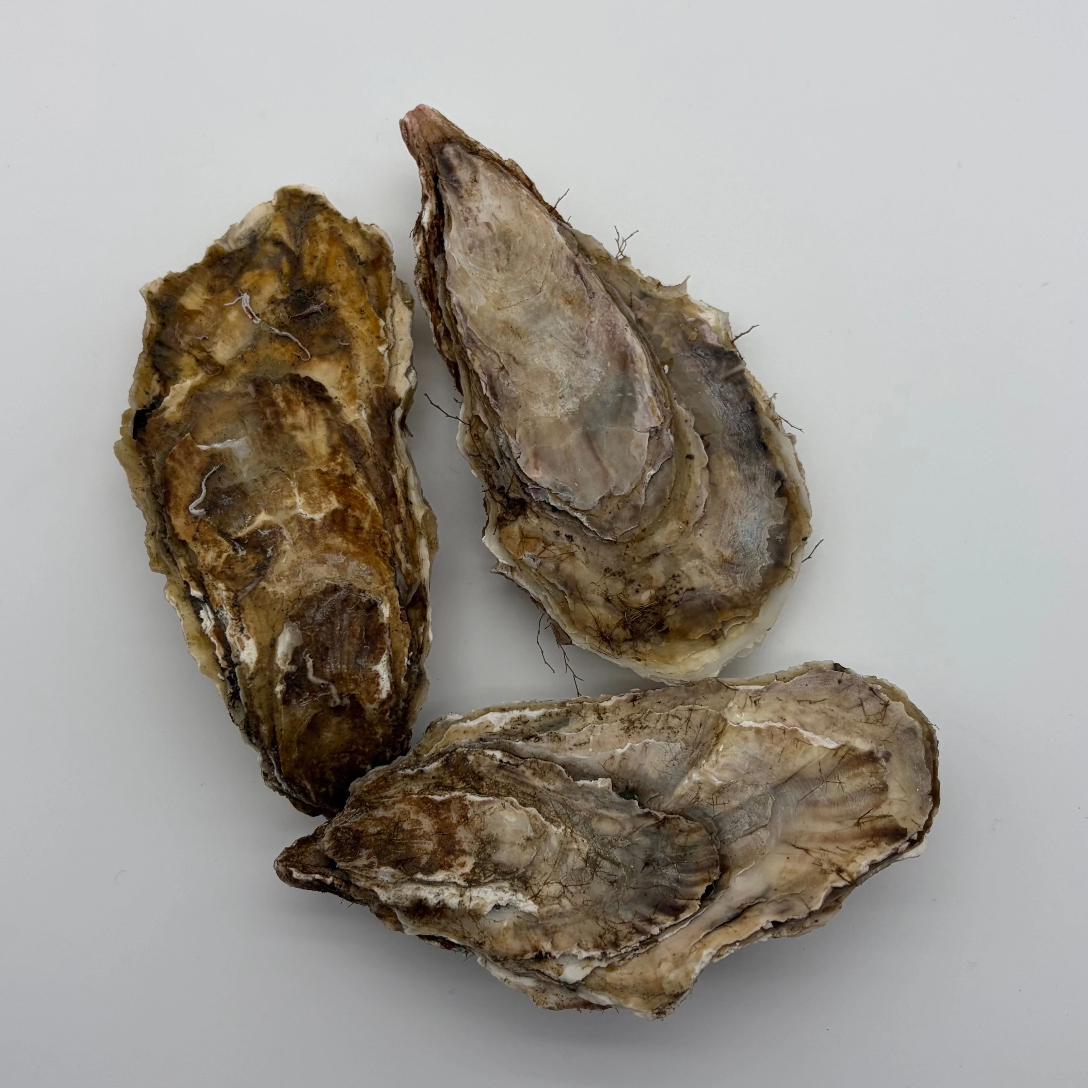 Fresh Alaskan Kachemak Bay Oysters 5 Dozen - Image 5
