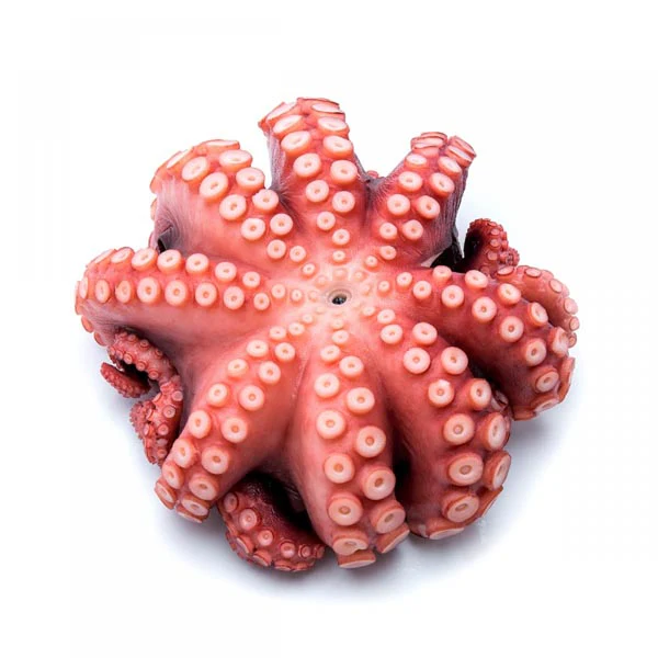 Tako Octopus (Whole) - Image 3